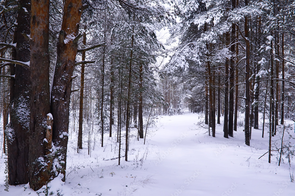 Naklejka premium The forest is covered with snow. Frost and snowfall in the park. Winter snowy frosty landscape.