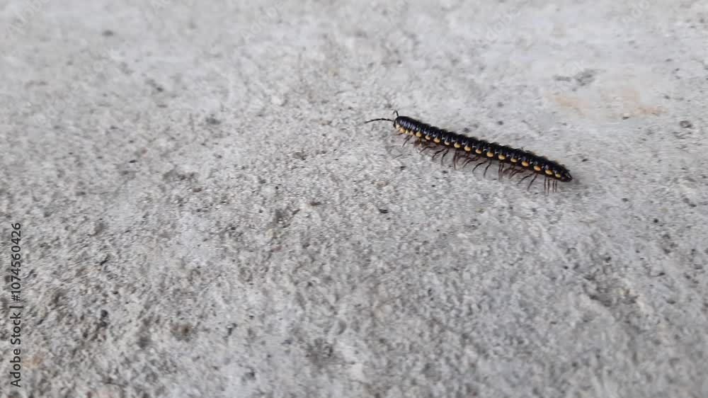 A millipede worm or caterpillar is crawling on the floor A millipede worm or caterpillar is crawling on the floor