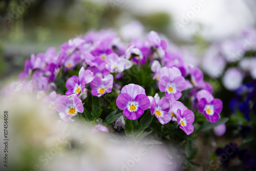 a beautiful bunch of purple flowers, dwarf purple cosmos, clustered together to form a lovely purple velvet carpet, blurred green foliage