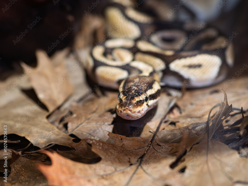 Fototapeta premium Royal Python- Python regius- partial view