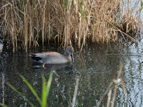 Gadwall duck swimming on a pond. refection in the water of the green environment foliage. photo