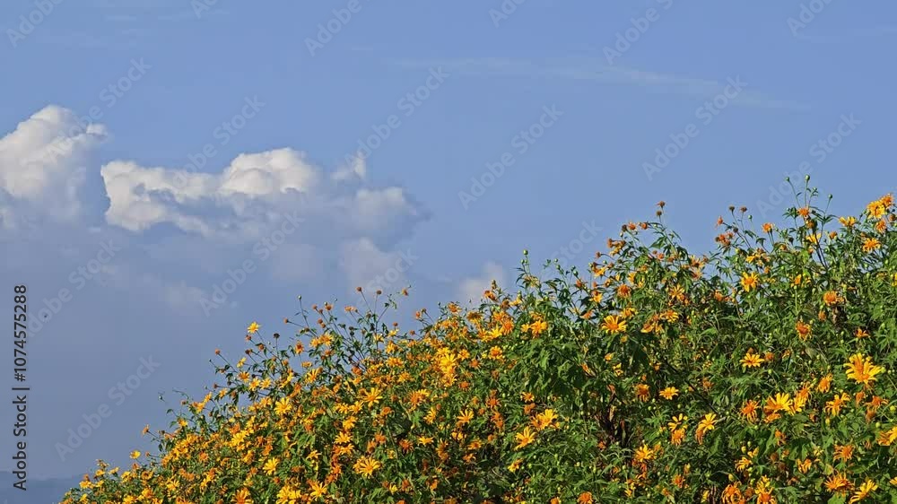 Yellow flower field, name as Tithonia diversifolia against the sky.