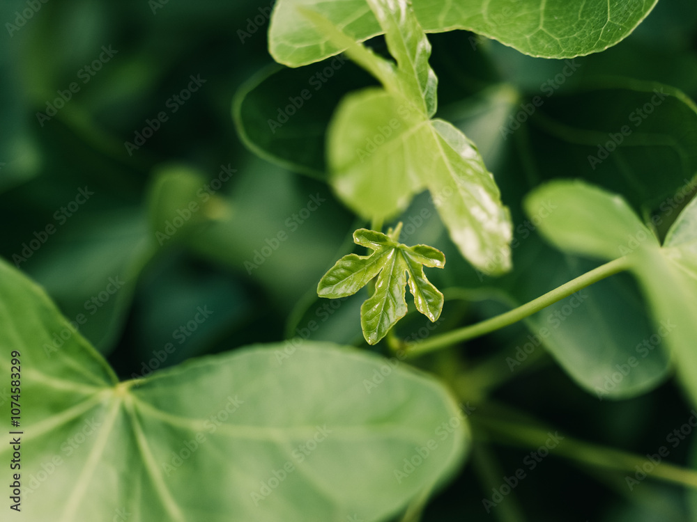close up of leaves