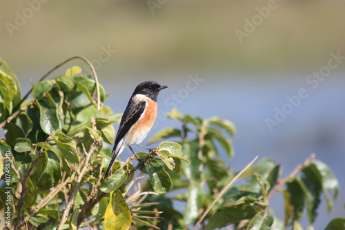 Little Boubou perched on top of a tree photo