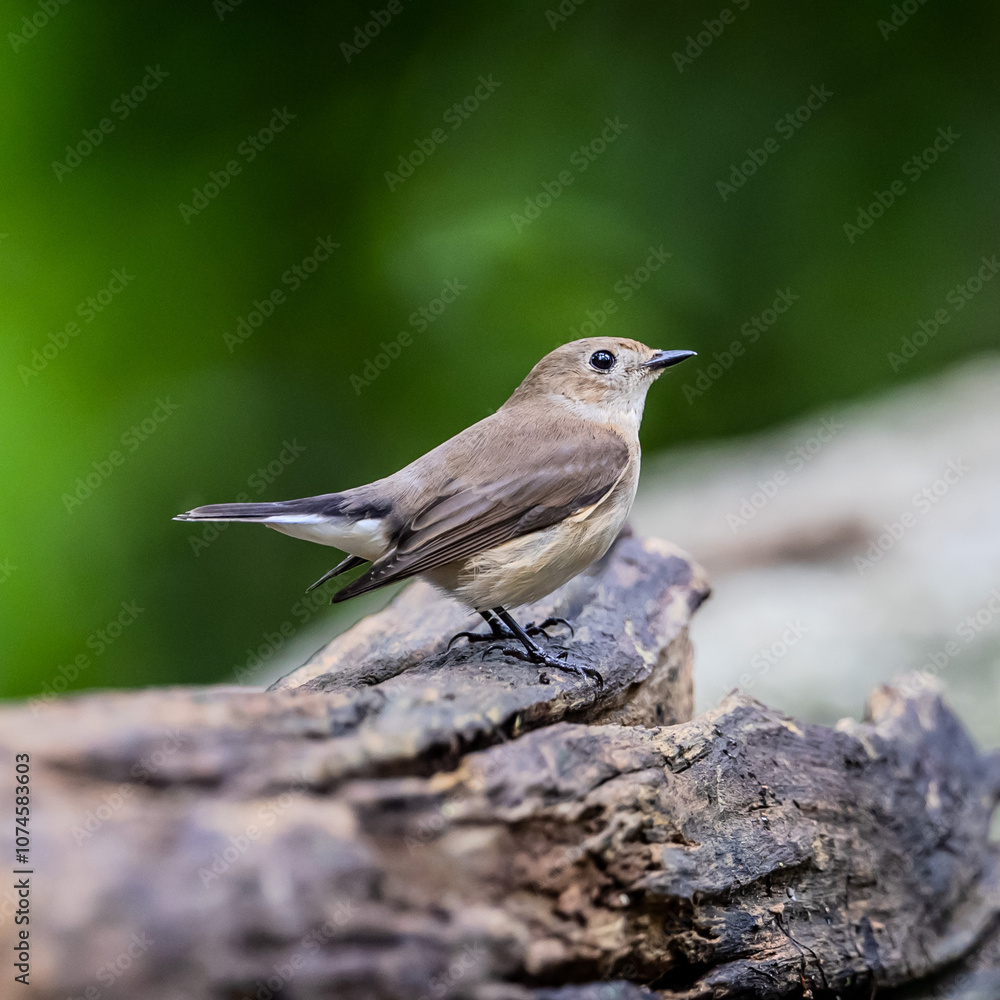 Naklejka premium Asian brown flycatcher in Thailand.