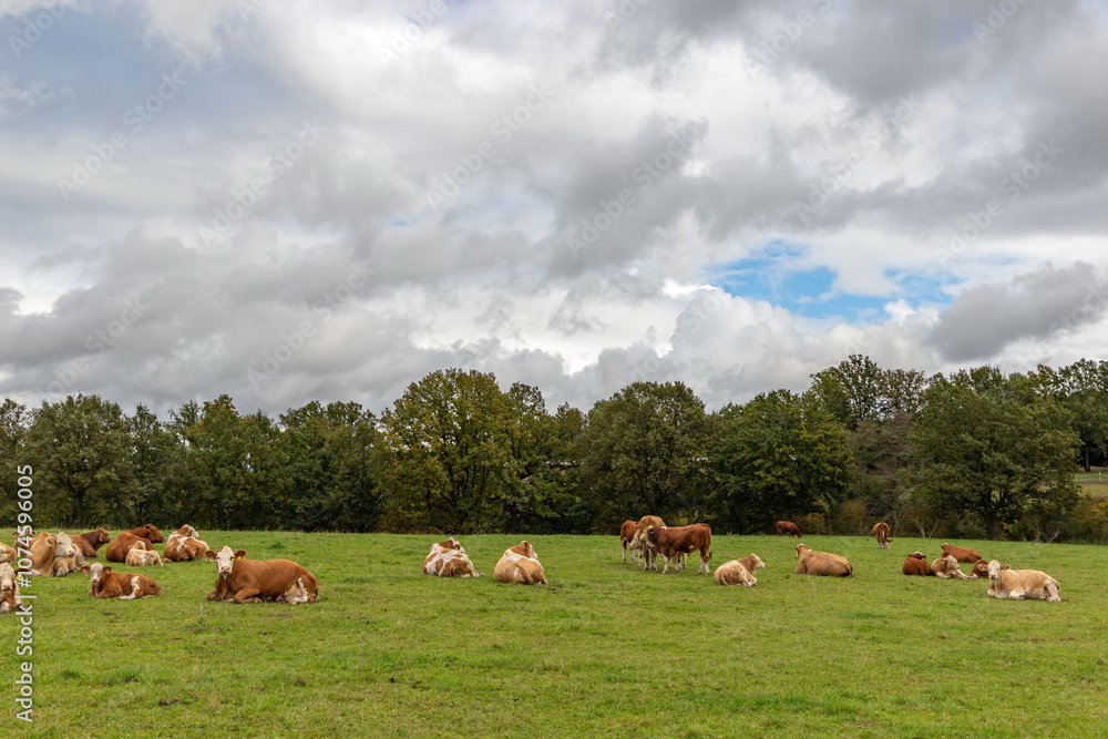Cows grazing in the pasture