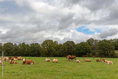 Obraz na płótnie Cows grazing in the pasture w salonie