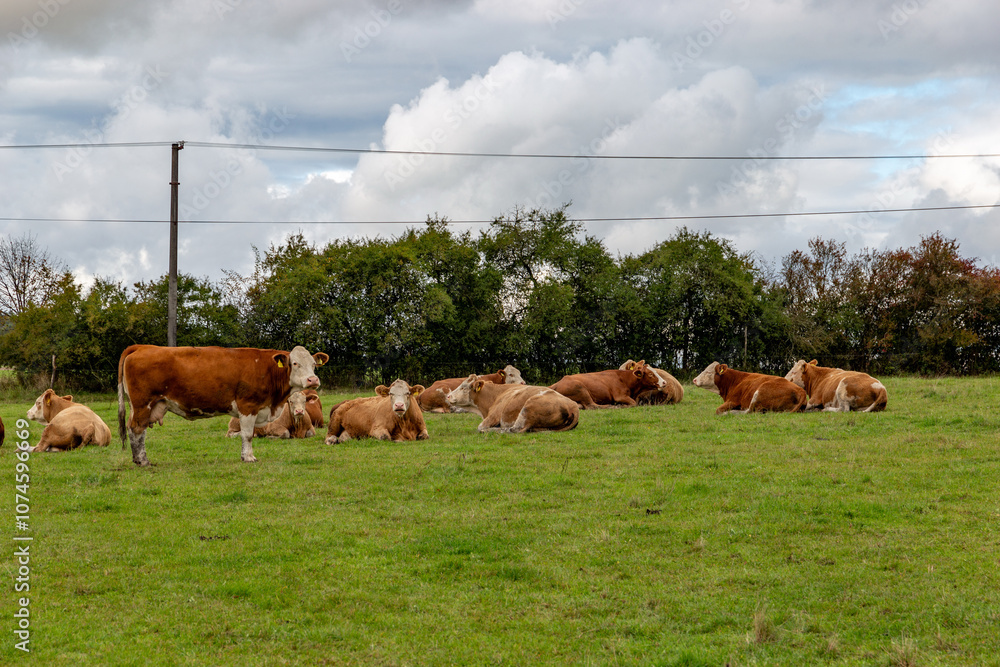 Cows grazing in the pasture