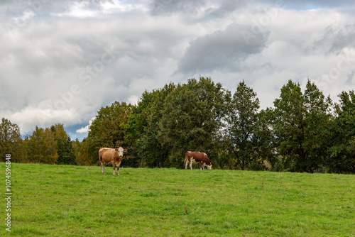 Cows grazing in the pasture