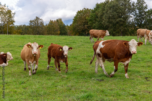 Obraz na płótnie Cows grazing in the pasture w salonie