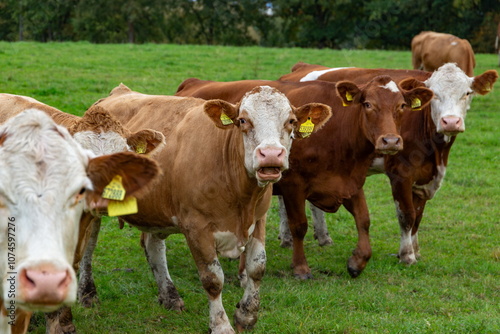 Obraz na płótnie Cows grazing in the pasture w salonie