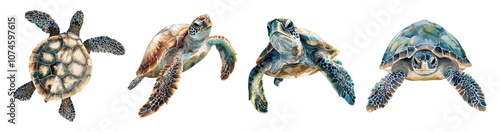 Sea turtle aquarelle set. Side front top view. Pacific green turtle marine reptile animal with shell. Ocean tortoise swimming in water. Wildlife beauty. Watercolor style isolated vector clipart