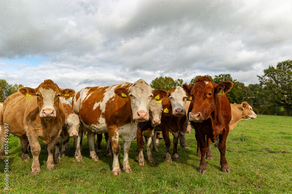 Cows grazing in the pasture