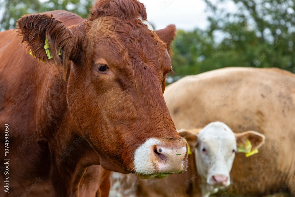 Cows grazing in the pasture