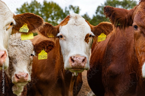 Cows grazing in the pasture