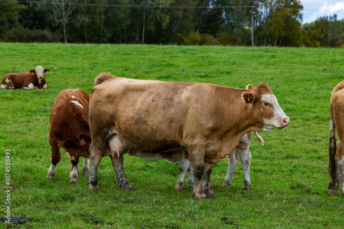 Obraz na płótnie Cows grazing in the pasture w salonie