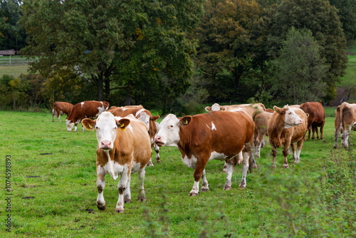 Obraz na płótnie Cows grazing in the pasture w salonie
