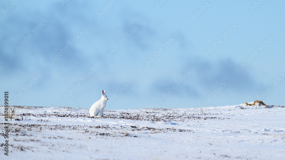 Mountain hare (Lepus timidus) in snowy landscape