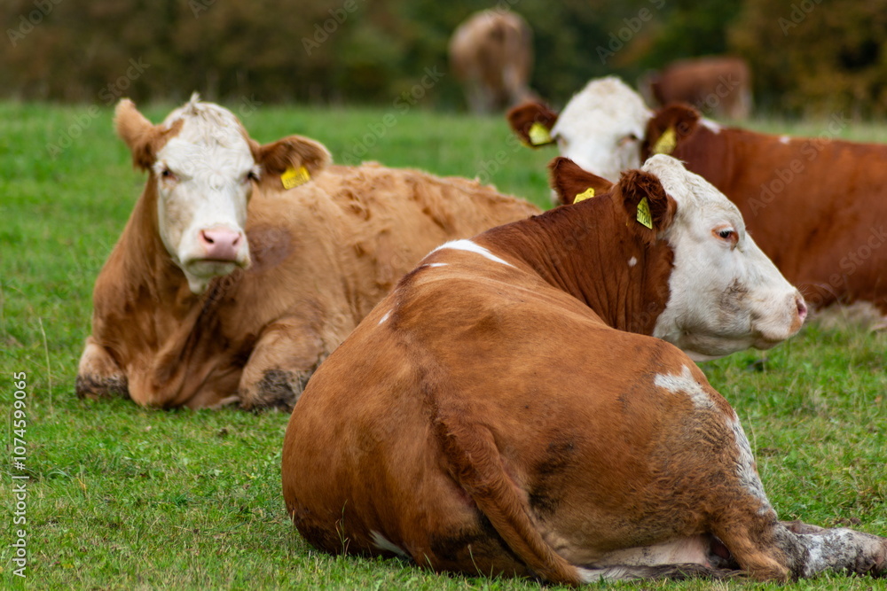 Cows grazing in the pasture