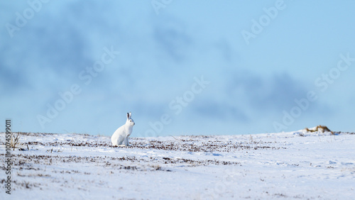 Obraz na płótnie Mountain hare (Lepus timidus) in snowy landscape w salonie
