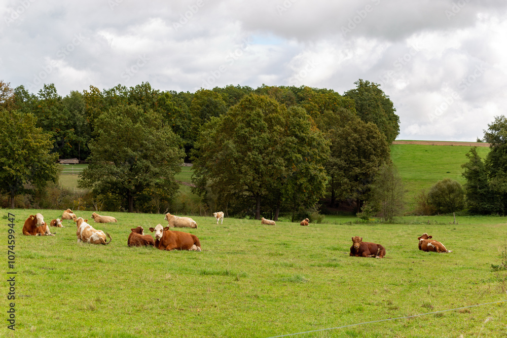 Cows grazing in the pasture