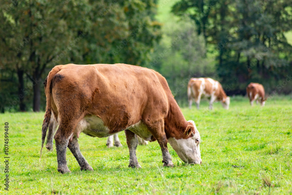 Cows grazing in the pasture