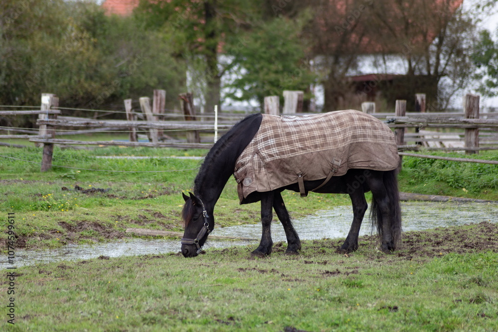 Horses grazing in the pasture.