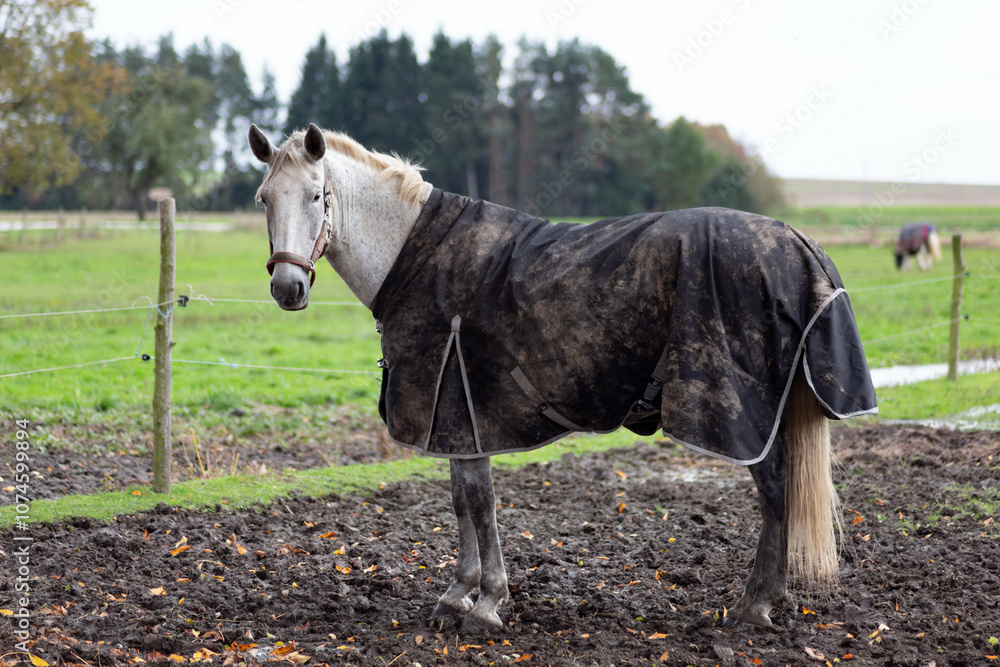 Horses grazing in the pasture.