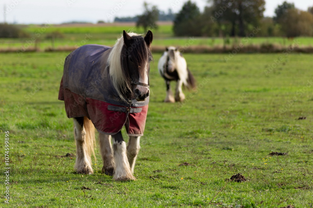 Horses grazing in the pasture.