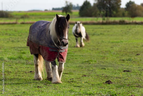 Obraz na płótnie Horses grazing in the pasture. w salonie