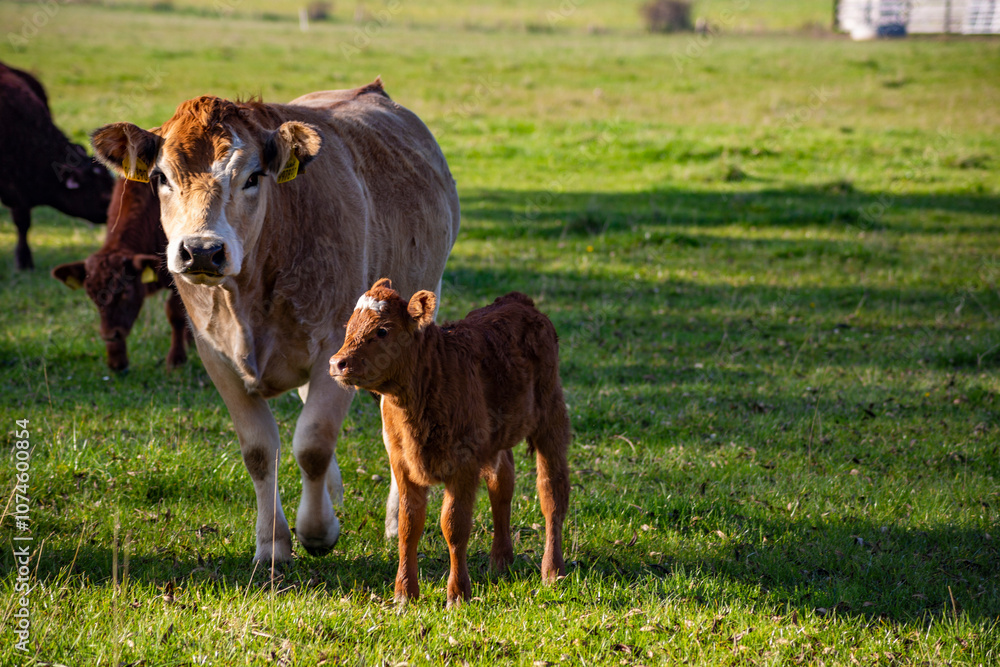 Cow and calf in a pasture.
