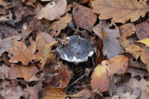 schwarzer Pilz nicht essbar