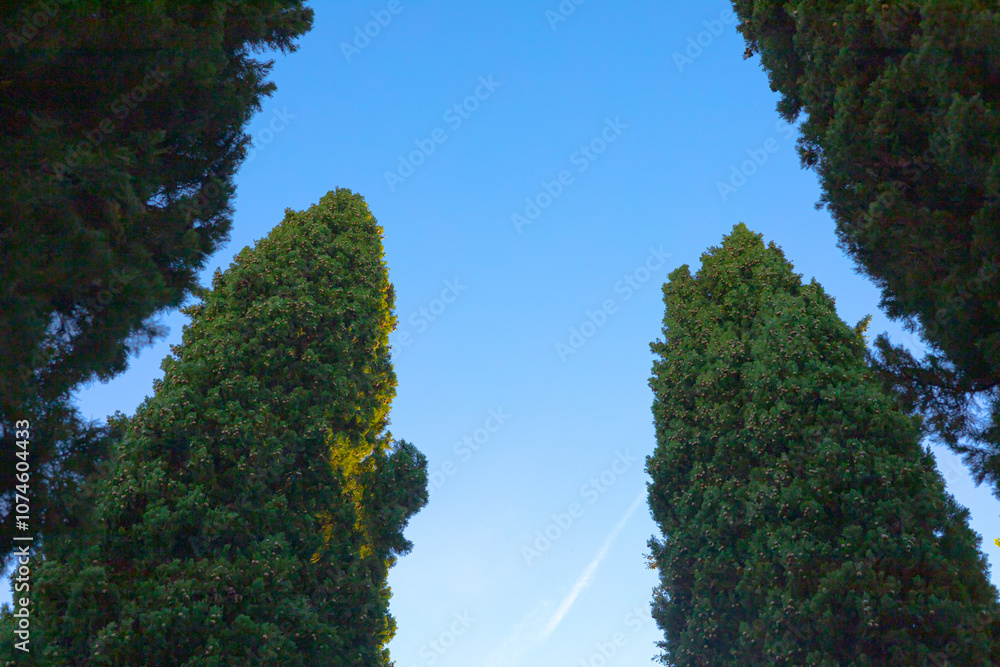 Obraz premium Background with clear blue sky and typical Italian Mediterranean cypress trees. View from below. Copy space photo. 
