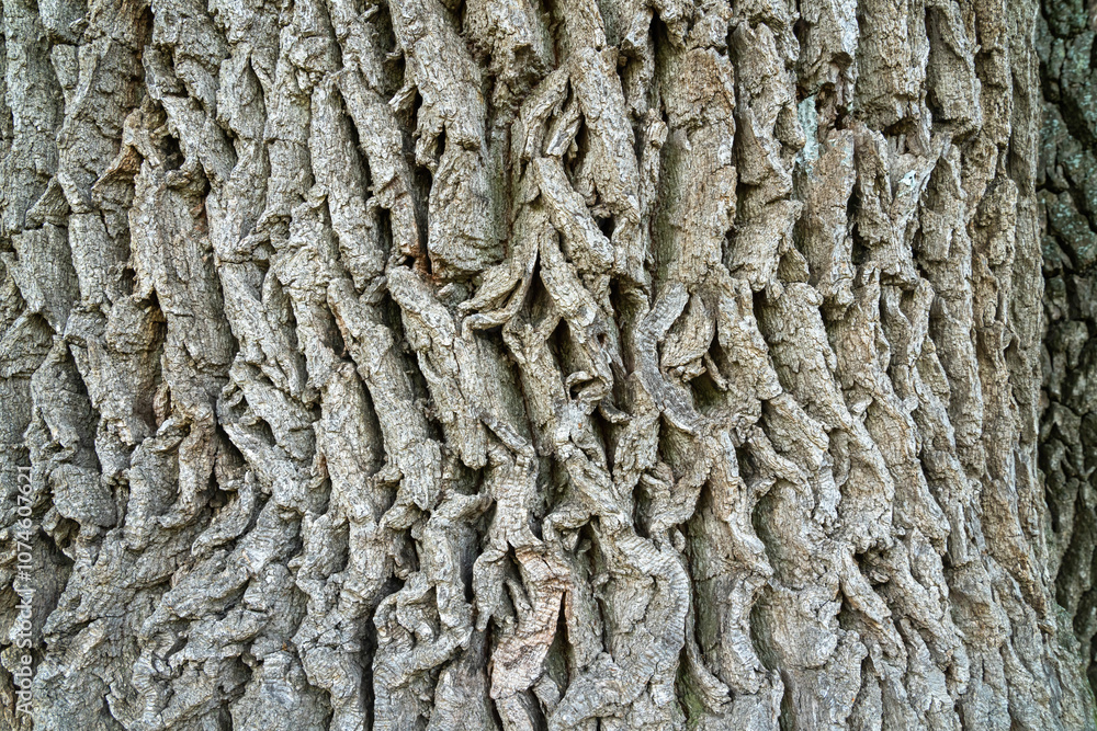 Detailed texture of a tree trunk captured in natural light during day Detailed texture of a tree trunk captured in natural light during day