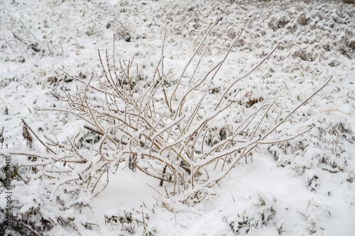 Branches covered with a crust of ice after icy rain. Natural disaster.