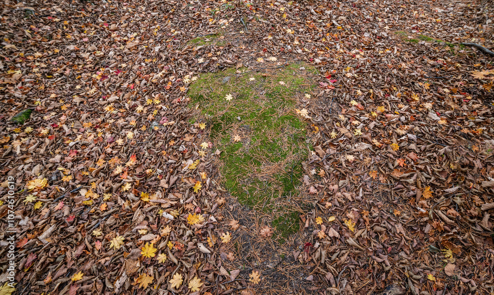 Autumn leaves closeup view - natural background. Shallow depth field. Autumn leaves closeup view - natural background. Shallow depth field.