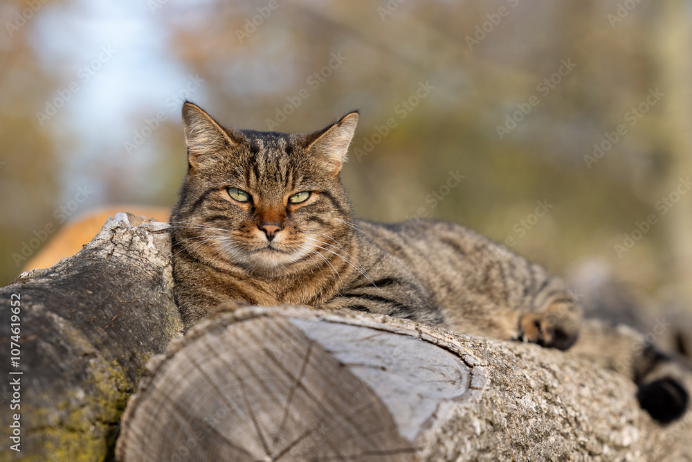 Fototapeta premium Getigerter Kater Nelly