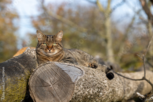 Getigerter Kater Nelly photo