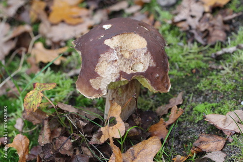 angefressener Pilz essbar