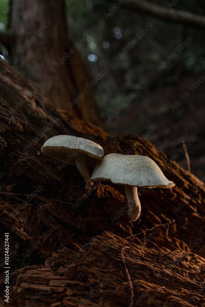 Fototapeta premium Mushrooms in the nature