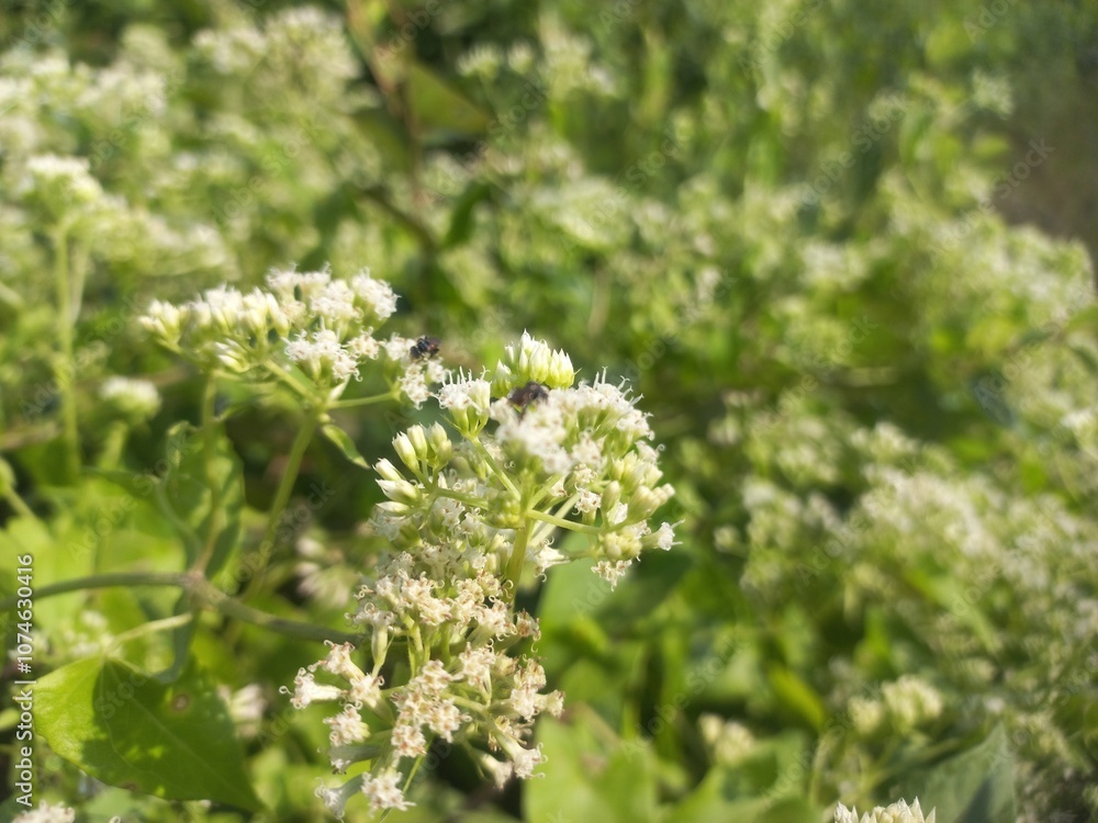 Mikania micrantha is a white flower in bell,
Mikania micrantha is a white flower in bell sky blue bacgraund blooming plant Mikania micrantha is a white flower in bell,
Mikania micrantha is a white flower in bell sky blue bacgraund blooming plant