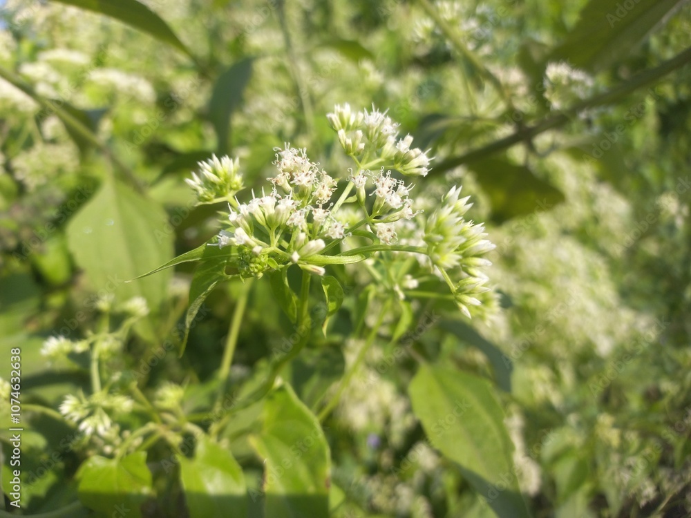 Mikania micrantha is a white flower in bell,
Mikania micrantha is a white flower in bell sky blue bacgraund blooming plant Mikania micrantha is a white flower in bell,
Mikania micrantha is a white flower in bell sky blue bacgraund blooming plant