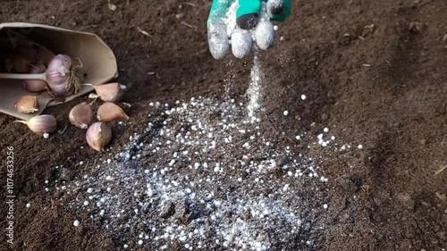 Fertilizing the soil with mineral fertilizers before planting garlic in the ground for the winter or spring
