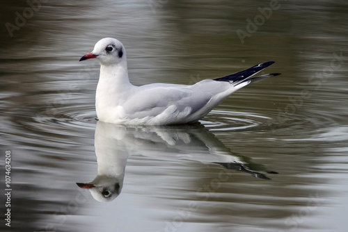 Mouette en miroir