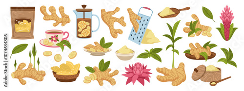Ginger root. Natural spice, useful vegetable product, powder, slices, candied fruits and flowers, boosting immunity plant, traditional medicine, condiment tidy vector cartoon flat isolated set