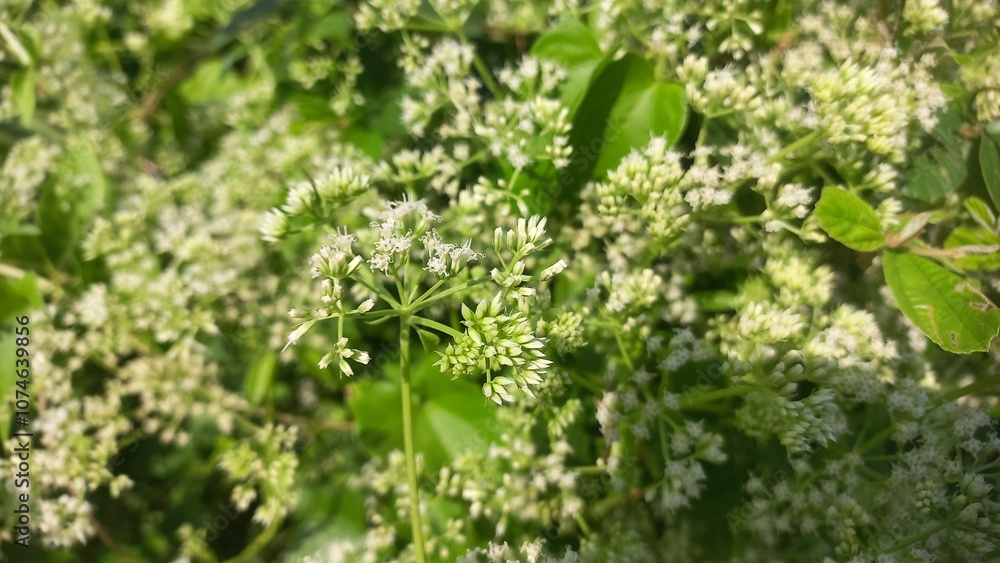 Mikania micrantha is a white flower in bell,
Mikania micrantha is a white flower in bell sky blue bacgraund blooming plant Mikania micrantha is a white flower in bell,
Mikania micrantha is a white flower in bell sky blue bacgraund blooming plant