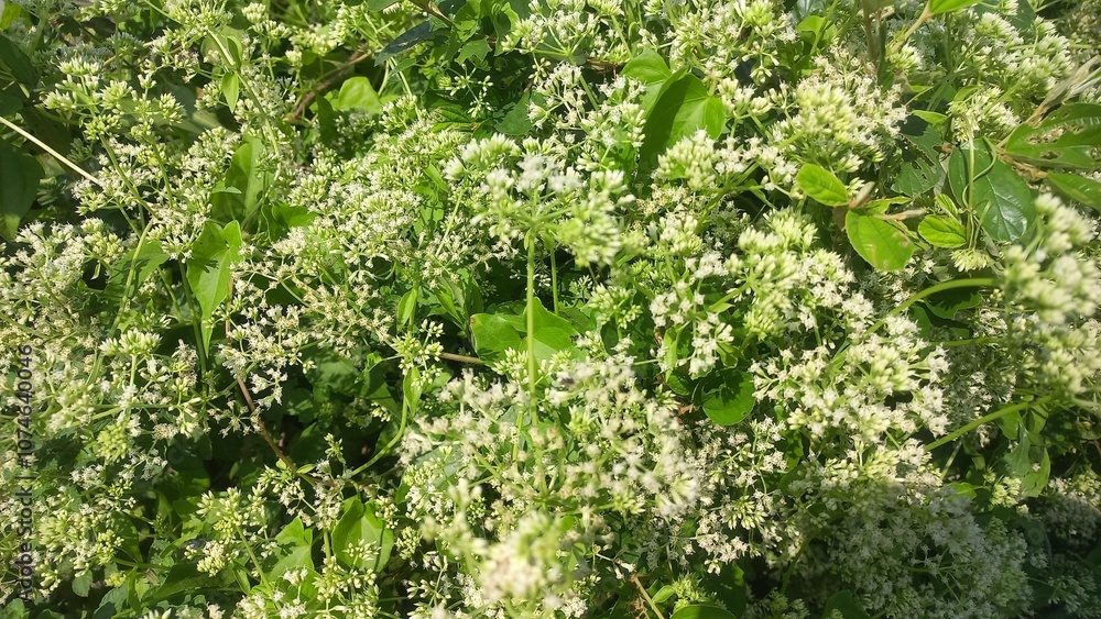 Mikania micrantha is a white flower in bell,
Mikania micrantha is a white flower in bell sky blue bacgraund blooming plant