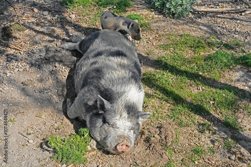 Mangalitzaschwein photo