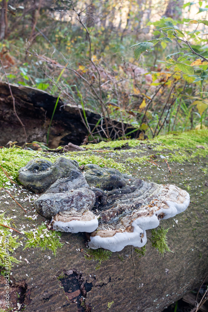 Mushroom growing on a fallen tree Mushroom growing on a fallen tree