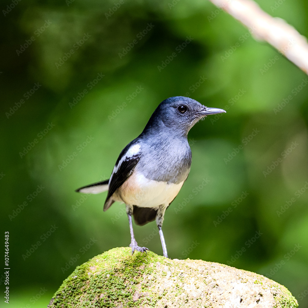 Oriental magpie-robin in Thailand. Oriental magpie-robin in Thailand.
